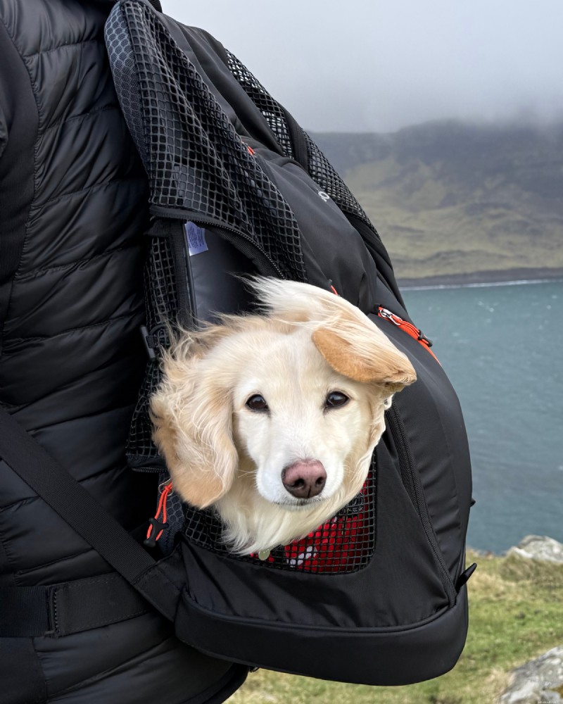 Top 5 Small‑Dog Backpack Carriers for Hiking & Travel – 2026 Expert Review
