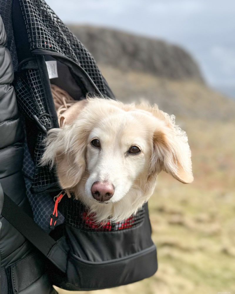 DJANGO Dog Carrier Backpack Review – The Ultimate Hiking Companion for Small Dogs