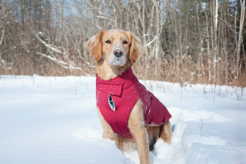 Meet Sherb: The Adventurous Golden Retriever & Expert Outdoor Dog Photography Tips