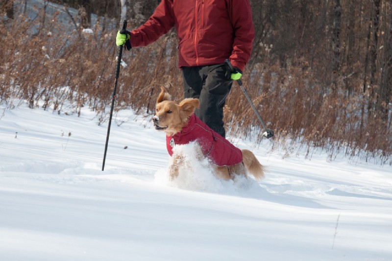 Meet Sherb: The Adventurous Golden Retriever & Expert Outdoor Dog Photography Tips
