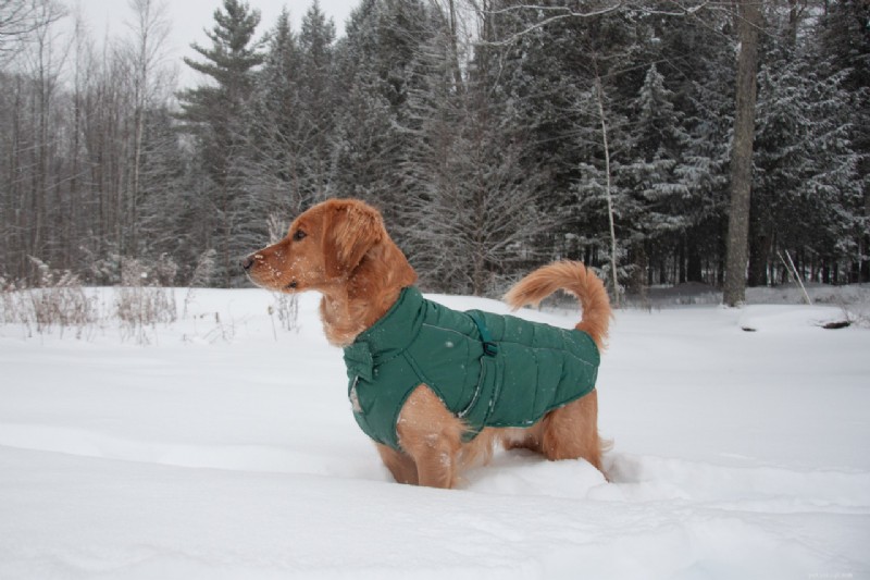 Meet Sherb: The Adventurous Golden Retriever & Expert Outdoor Dog Photography Tips