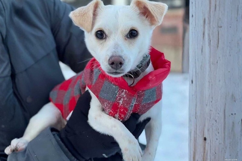 How Dog Clothing Boosts Health, Safety, Comfort, and Training: A Practical Guide