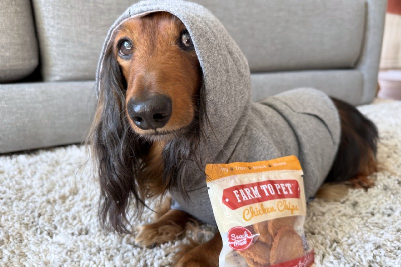 How Dog Clothing Boosts Health, Safety, Comfort, and Training: A Practical Guide