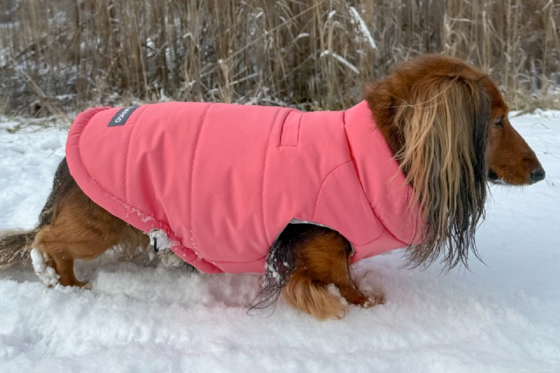 How Dog Clothing Boosts Health, Safety, Comfort, and Training: A Practical Guide