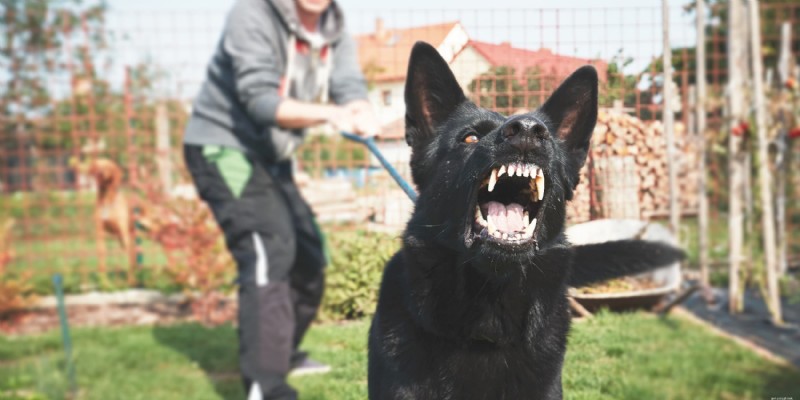 Master Dog Socialization: Expert Tips from Diamond Pet Foods