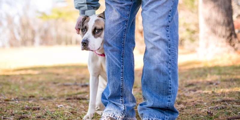 Master Dog Socialization: Expert Tips from Diamond Pet Foods