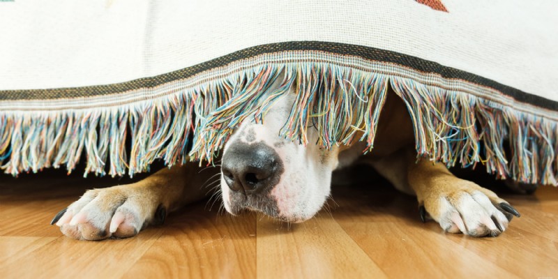 Master Dog Socialization: Expert Tips from Diamond Pet Foods