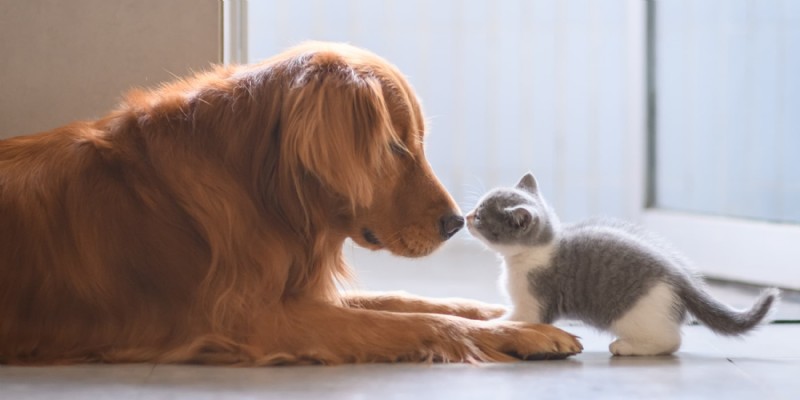 Master Dog Socialization: Expert Tips from Diamond Pet Foods
