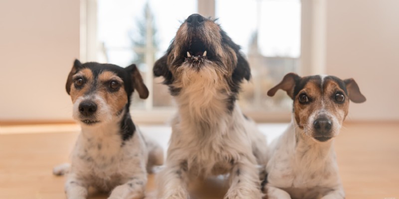 Master Dog Socialization: Expert Tips from Diamond Pet Foods