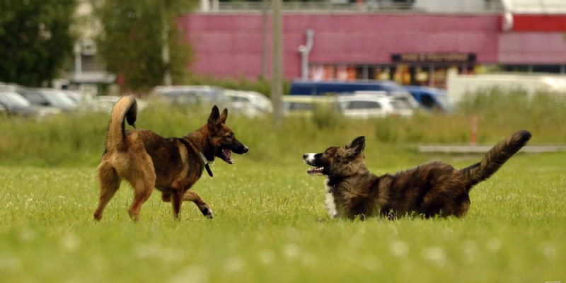 Master Dog Socialization: Expert Tips from Diamond Pet Foods