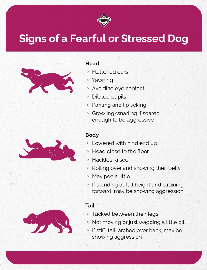 How to Spot and Support an Antisocial Dog: Signs, Causes, and Effective Solutions