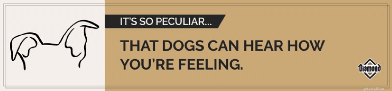 How Dogs Decode Your Emotions: Science Behind Their Intuitive Listening