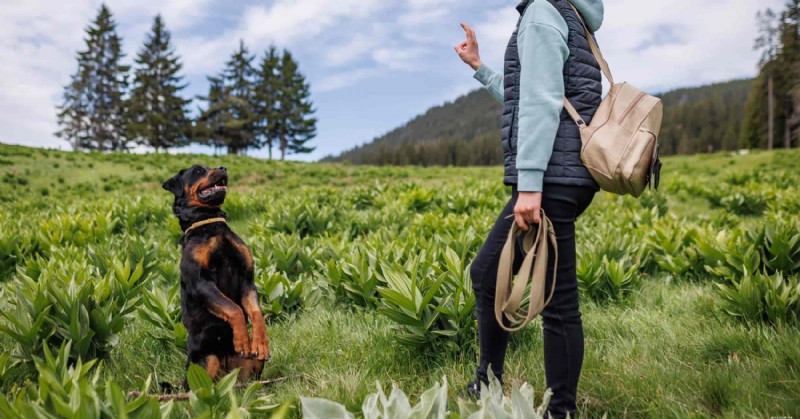 8 Proven Dog Training Methods for a Fresh Start in the New Year