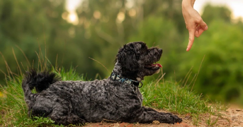 8 Proven Dog Training Methods for a Fresh Start in the New Year