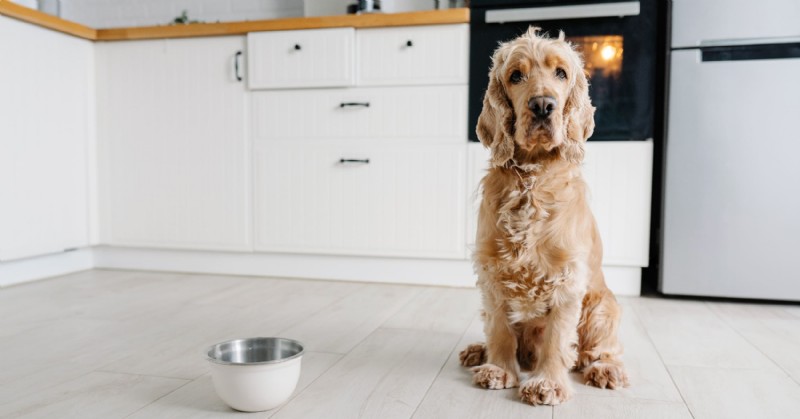 8 Proven Dog Training Methods for a Fresh Start in the New Year