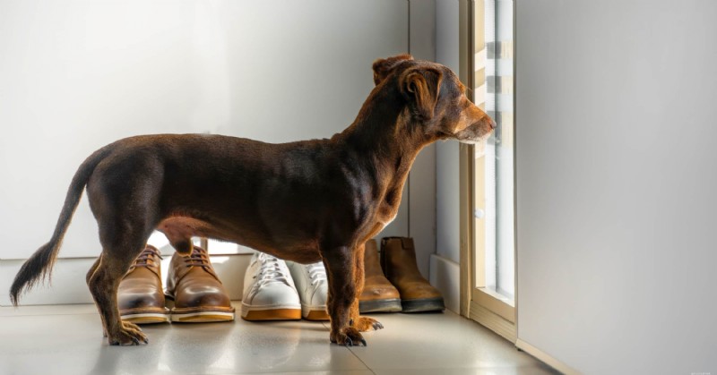 8 Proven Dog Training Methods for a Fresh Start in the New Year