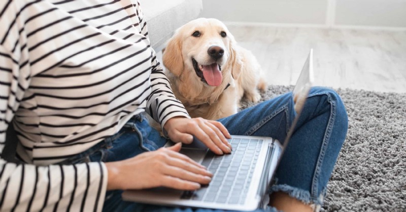 8 Proven Dog Training Methods for a Fresh Start in the New Year