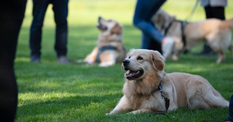 8 Proven Dog Training Methods for a Fresh Start in the New Year