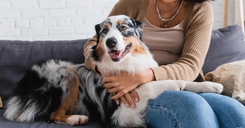 8 Proven Dog Training Methods for a Fresh Start in the New Year