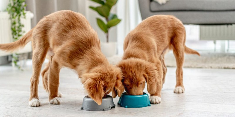 Essential Guide to Welcoming a New Puppy: Feeding, Introductions, and Harmony with Existing Pets