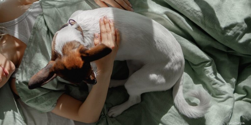 Essential Guide to Welcoming a New Puppy: Feeding, Introductions, and Harmony with Existing Pets