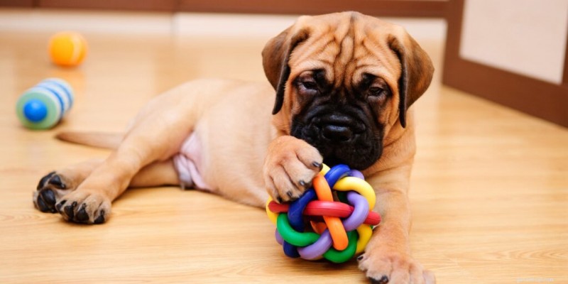 Essential Guide to Welcoming a New Puppy: Feeding, Introductions, and Harmony with Existing Pets