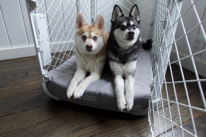 Evolv vs Traditional Wire Dog Crates: 5 Reasons to Choose Evolv