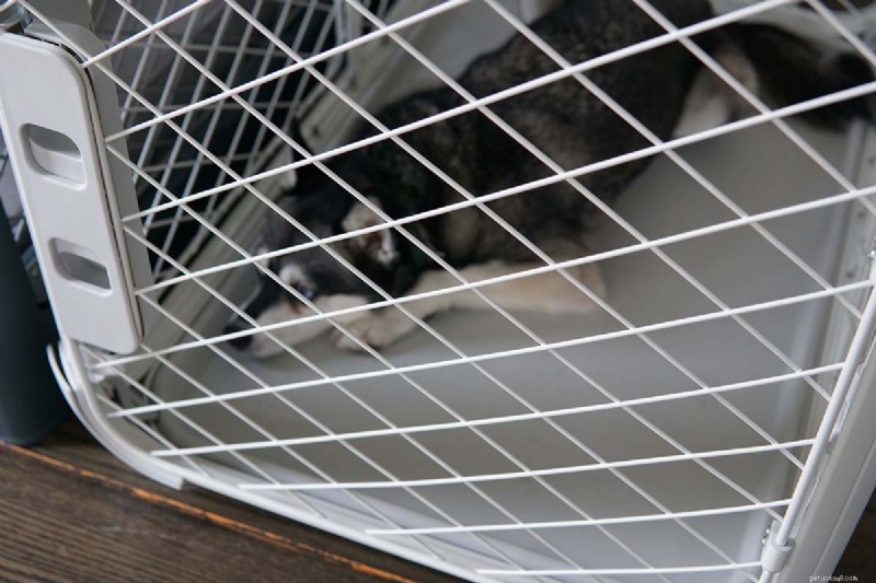 Evolv vs Traditional Wire Dog Crates: 5 Reasons to Choose Evolv