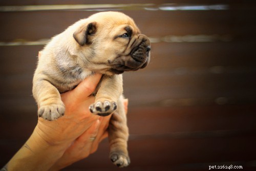 Essential Guide: Buying a Boerboel Puppy – What You Need to Know