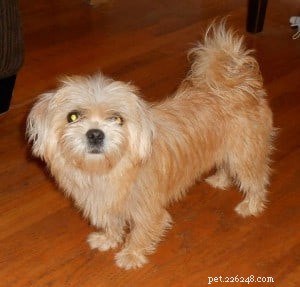 Raising a Morkie: A Comprehensive Guide for New Owners