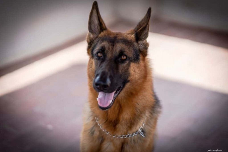 Proven Diet Guidelines for German Shepherds: 10 Essential Tips for Optimal Health