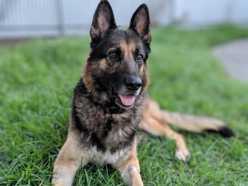 Proven Diet Guidelines for German Shepherds: 10 Essential Tips for Optimal Health