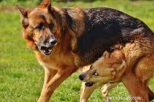 Proven Diet Guidelines for German Shepherds: 10 Essential Tips for Optimal Health