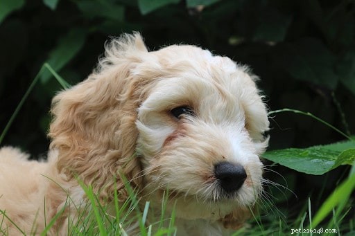 Cockapoo Guide: Everything You Need to Know About the Hybrid Breed