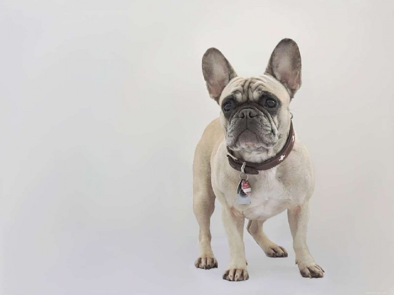 French Bulldog vs. English Bulldog: Key Differences Explained