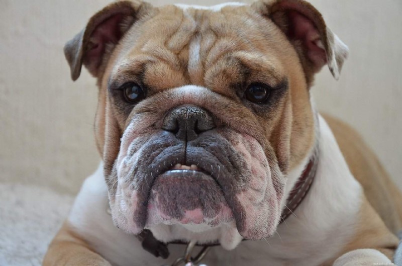 French Bulldog vs. English Bulldog: Key Differences Explained