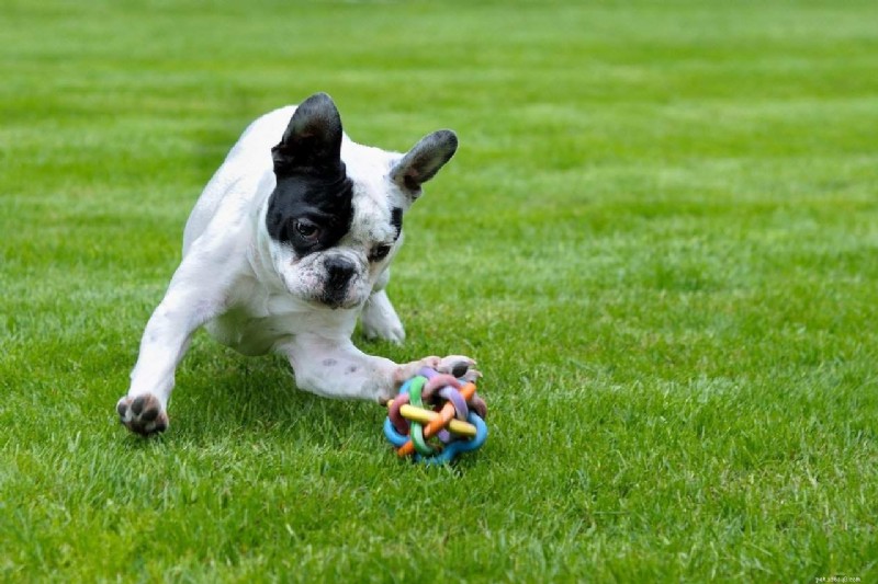 French Bulldog vs. English Bulldog: Key Differences Explained