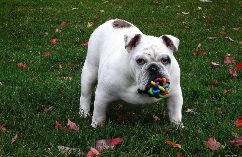 French Bulldog vs. English Bulldog: Key Differences Explained