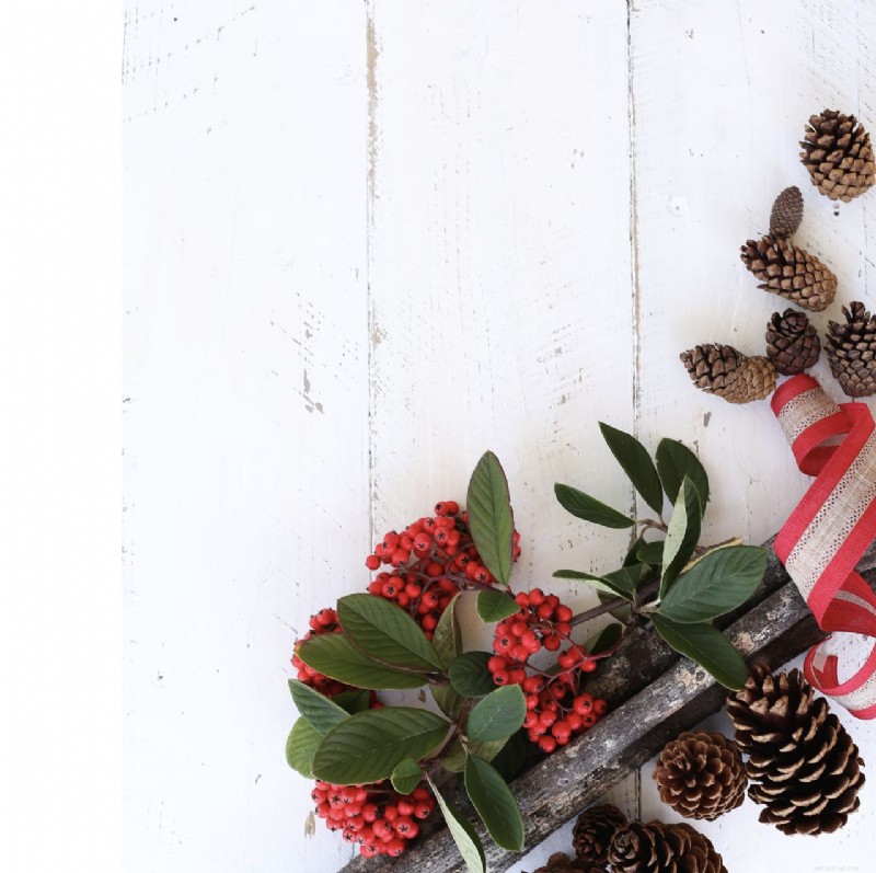 Milwaukee Pet Safety: Holiday Decor Alerts from Trusted Dog Walkers & Sitters