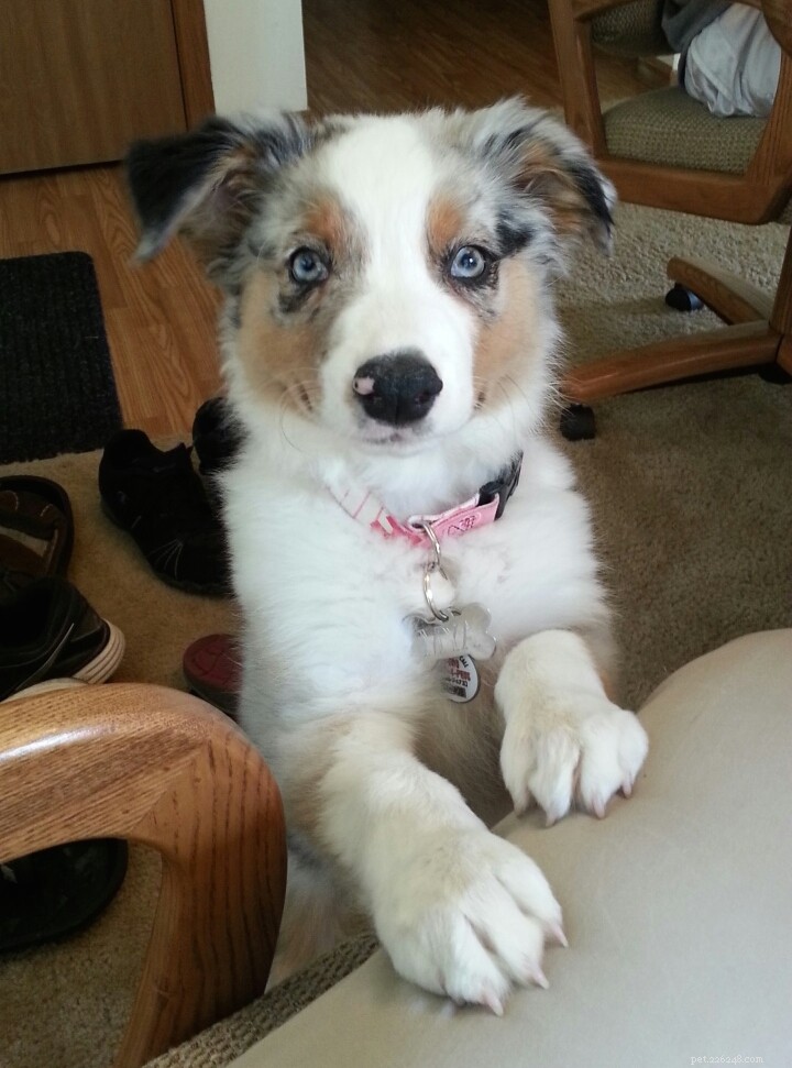 Milwaukee Dog Walking: Clean Litter Box Service & Safety