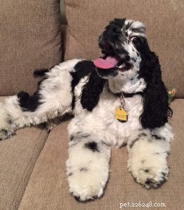 Top 3 Factors to Evaluate Before Picking a Dog Breed