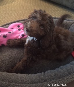 Top 3 Pet Stores in Racine, Wisconsin: Trusted Choices for Quality Pet Care