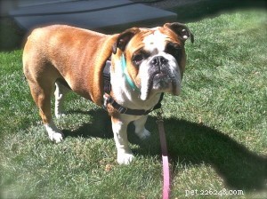 Why Choose a Professional Pet Sitting Company Over Solo Sitters: Proven Benefits for Your Pets