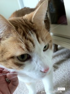 Why Choose a Professional Pet Sitting Company Over Solo Sitters: Proven Benefits for Your Pets