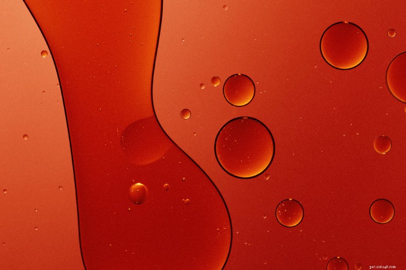 Sockeye Salmon Oil: Premium, Ethically Sourced Fish Oil for Dogs  Joint Health