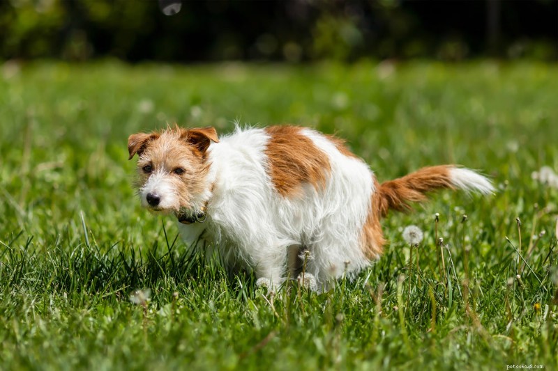 Can Pumpkin Relieve Your Dog’s Diarrhea? A Vet’s Guide