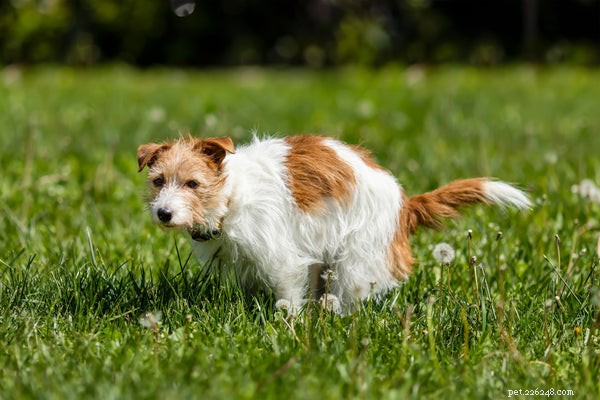 Can Pumpkin Relieve Your Dog’s Diarrhea? A Vet’s Guide