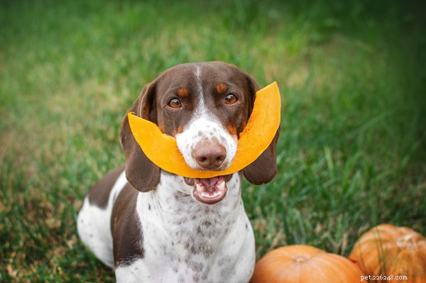 Can Pumpkin Relieve Your Dog’s Diarrhea? A Vet’s Guide
