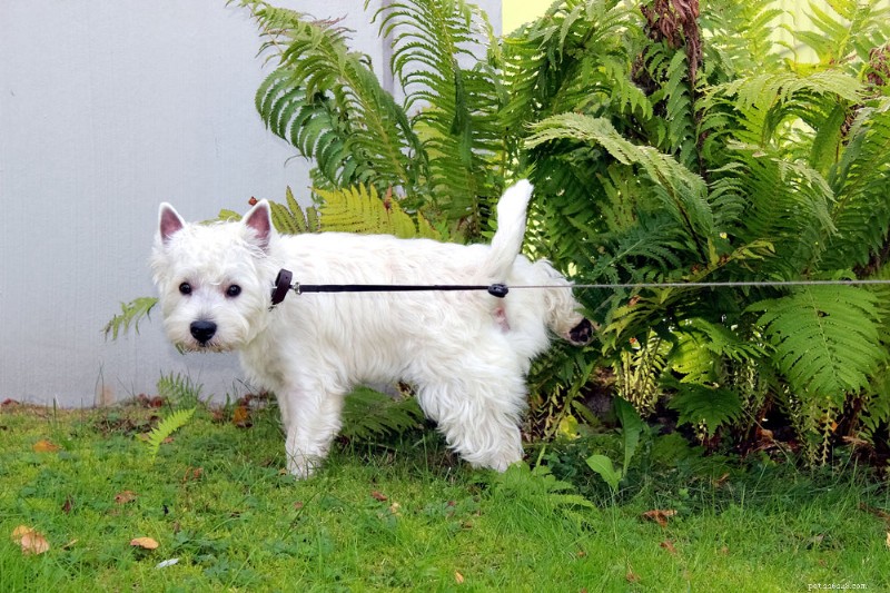Understanding Canine Urinary Tract Infections: Causes, Symptoms, and Treatment