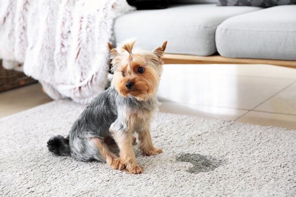 Understanding Canine Urinary Tract Infections: Causes, Symptoms, and Treatment
